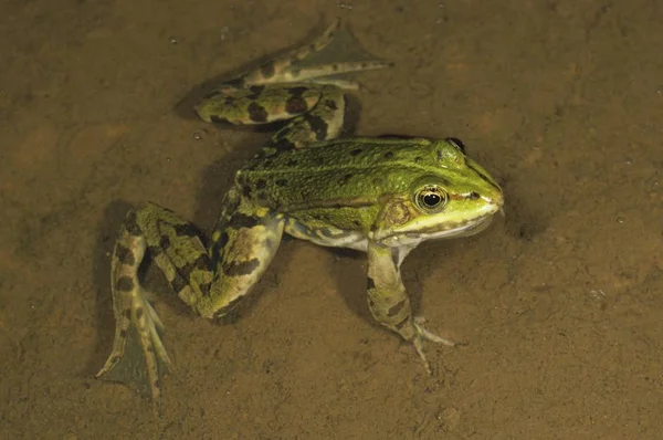 Groene Eetbare Kikker Rana Esculenta — Stockfoto