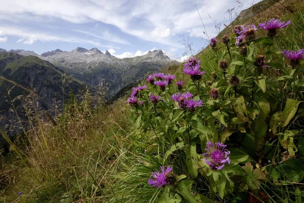 Overblijvende Korenbloemen Berg Bluetooth Centaurea Montana Een Weide Van Berg — Stockfoto