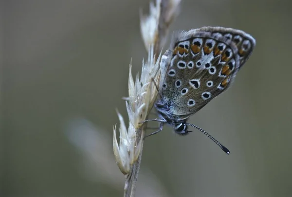 Gemeiner blauer Schmetterling sitzt auf dem Ohr — Stockfoto