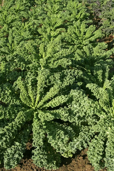 Jarmuż Zielony Borecole Kapusta Warzywne Brassica Oleracea Var Sabellica — Zdjęcie stockowe