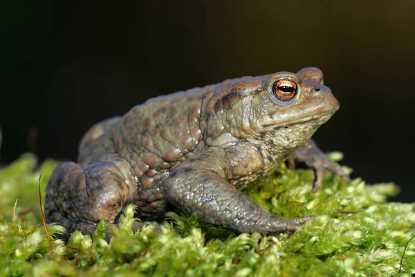 Closeup View European Common Toad Bufo Bufo — Stock Photo, Image