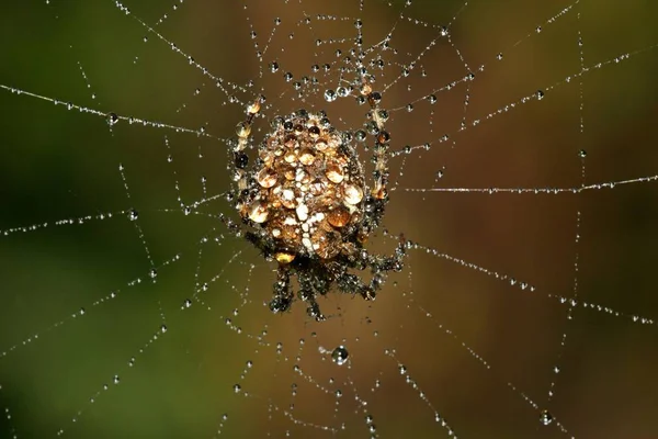 Spindelnät med daggdroppar i naturen — Stockfoto