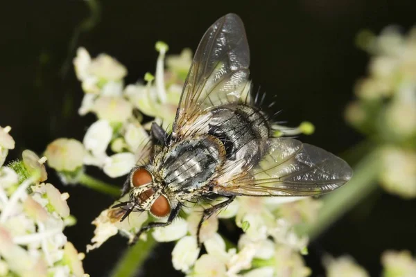 霜降りグレー肉フライ について Carnaria — ストック写真