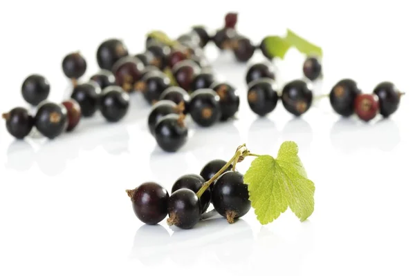 Grosellas Negras Fruta Grosellas Negras Ribes Ribes Nigrum — Foto de Stock