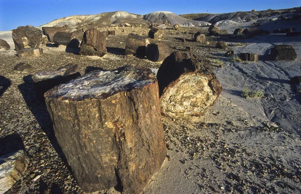 Skamieniały Drzewo Tułowia Petrified Forest National Park Stany Zjednoczone Ameryki — Zdjęcie stockowe