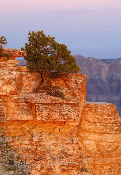 Pine tree growing in Grand Canyon — Stock Photo, Image