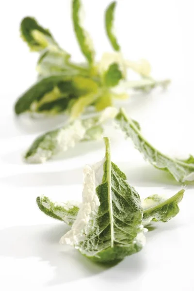 Zelené Listy Odrůdy Máty Mentha Gentilis Variegata — Stock fotografie