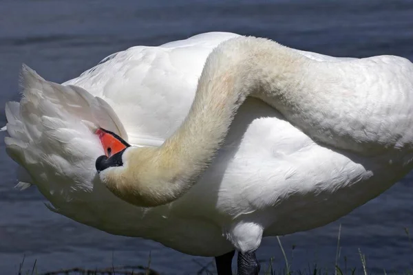 Swan bird cleaning feathers — Stock Photo, Image