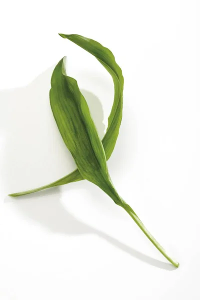 Ramson Allium Ursinum Zöld Hagyma Levelei — Stock Fotó