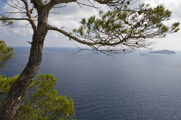 Bay Pobliżu Przez Cala San Vincente Ibiza Baleary Hiszpania Europa — Zdjęcie stockowe