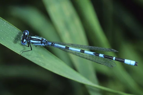 Ortak Mavi Kızböcekleri Enallagma Cyathigerum — Stok fotoğraf