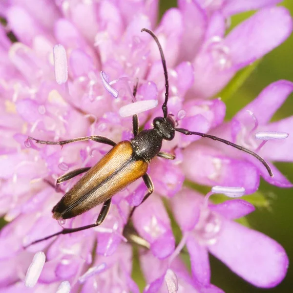 Strangalia melanura bug sentado na flor — Fotografia de Stock