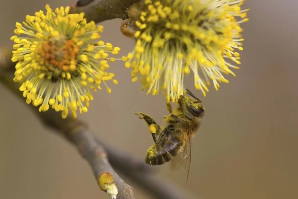 Bee Apis Mellifera Hanging Blossom — Stock Photo, Image