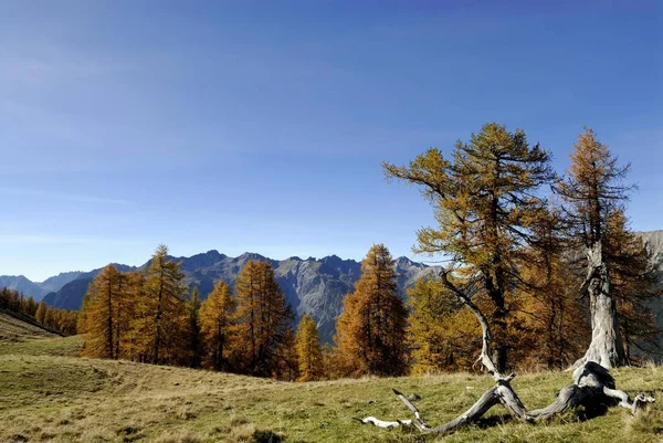 Старые Лиственницы Larix Альпийским Горным Хребтом Заднем Плане Эрвальд Тироль — стоковое фото