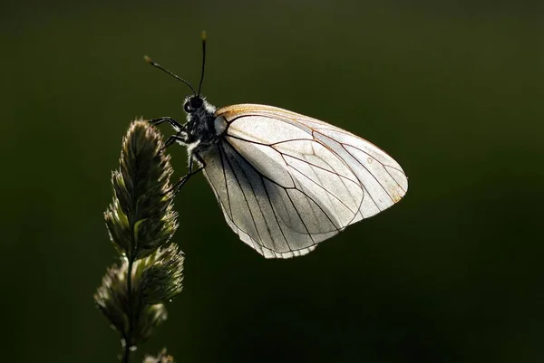 Mindelheim ババリア ドイツ ヨーロッパの翼に黒い縞模様のあるホワイト バタフライ アポリア Crataegi — ストック写真