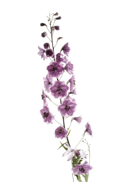 Rosa Larkspur Delphinium Isolerade Vit Bakgrund — Stockfoto