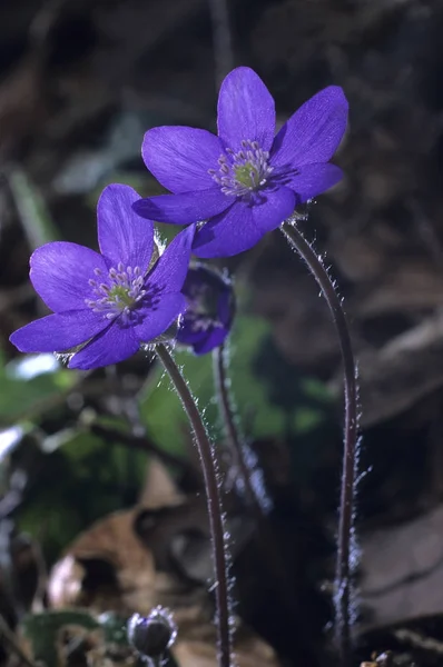 Νωρίς Την Άνοιξη Μπλε Άγρια Λουλούδια — Φωτογραφία Αρχείου