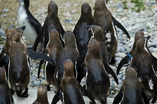 Skupina z Jackass Penguins — Stock fotografie