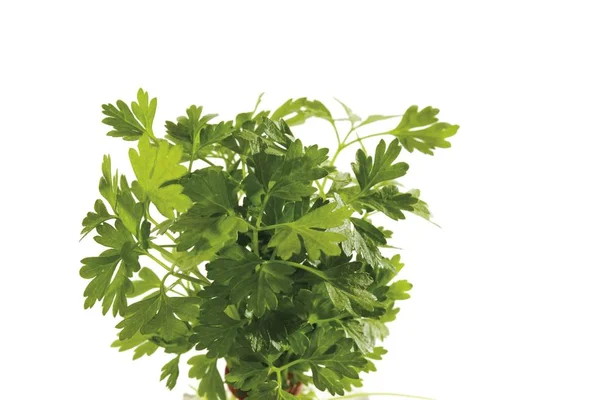 Green Fresh Chervil Sprigs — Stock Photo, Image