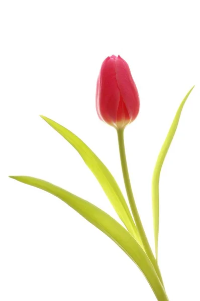 One Single Tulip Flower Aromatic Beautiful Red Tulipa — Stock Photo, Image