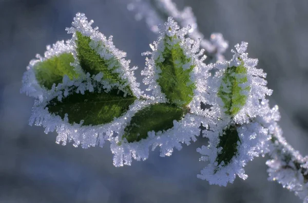 Frost covered leaves — Stock Photo, Image