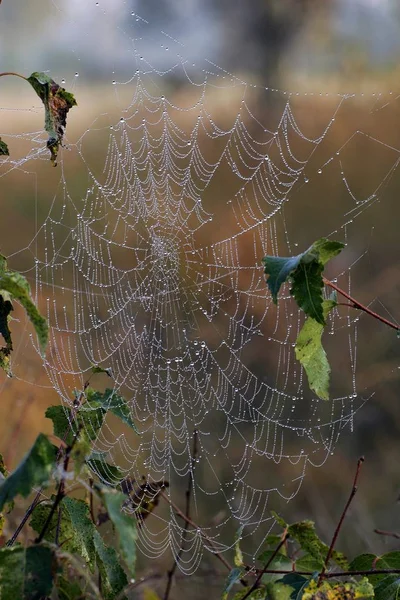 Spinnennetz mit Tautropfen in der Natur — Stockfoto