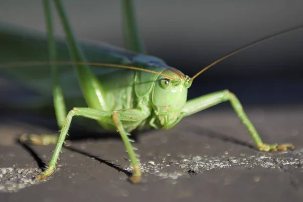 Perto Grasshopper Verde Gomphocerinae — Fotografia de Stock