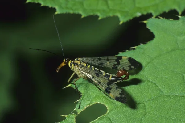 拉穆什 Scorpionfly Panorpa Parnorpa Scorpionflies — 图库照片