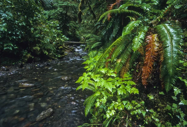 Olympischer Nationalpark Washington Vereinigte Staaten Von Amerika — Stockfoto