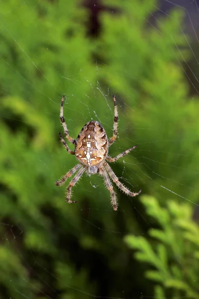 欧洲花园蜘蛛 大腹圆珠 — 图库照片
