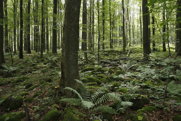 Bosque Con Árboles Montaña Schafstein Hesse Alemania — Foto de Stock