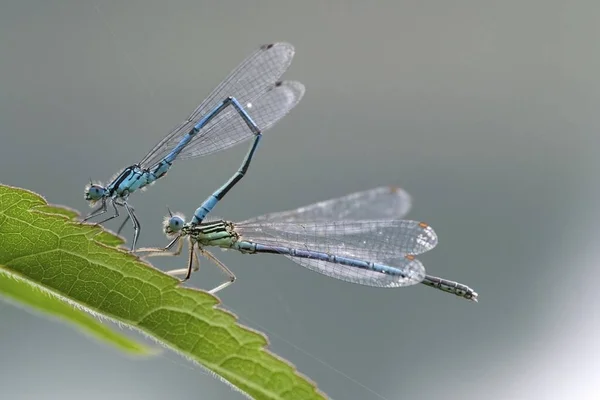 Azure Damselfly Coenagrion Puella Acasalamento — Fotografia de Stock