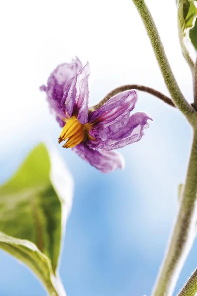 Auberginen Oder Auberginen Solanum Melongena Blühen — Stockfoto