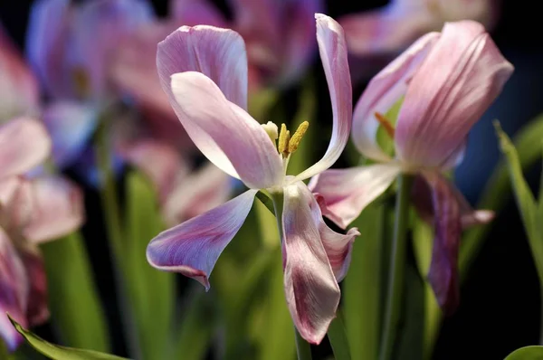 Flores Tulipa Flores Estambres Amarillos — Foto de Stock