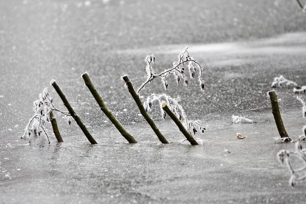 Paisagem Inverno Com Galhos Uma Árvore Derrubada Saindo Lago Congelado — Fotografia de Stock