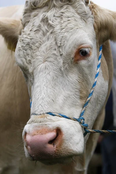 ox cow head portrait
