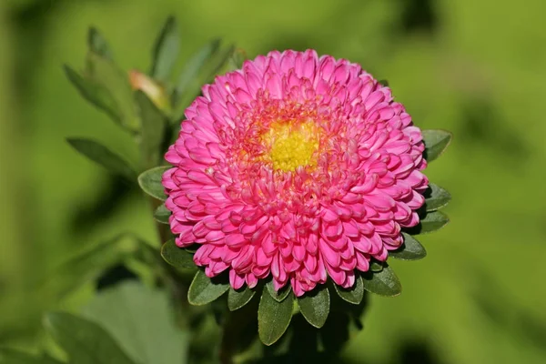 Kwiat Kwitnienia Chiny Aster Bliska Callistephus Chinensis — Zdjęcie stockowe