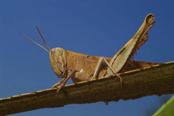 메뚜기 Acrididae 테리토리 오스트레일리아에 — 스톡 사진