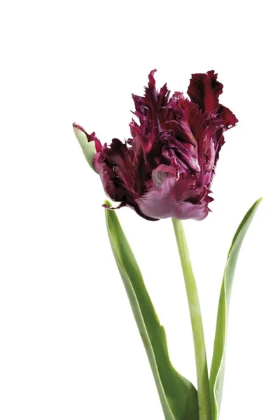 Bir Tek Tulip Çiçek Aromatik Güzel Koyu Mor Tulipa — Stok fotoğraf