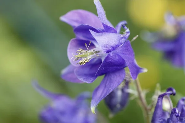 Columbine Aquilegia Vulgaris Pianta Giardino Germania Europa — Foto Stock