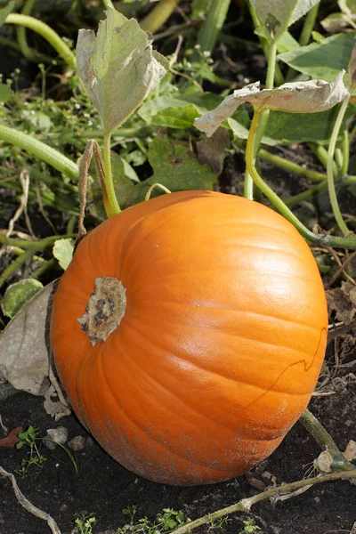 Abóbora Cucurbitácea Cabaça Cucurbita Pepo — Fotografia de Stock