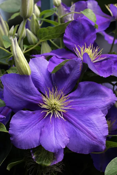 Фиолетовый Клематис Клематис — стоковое фото