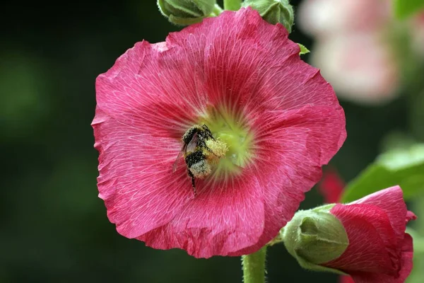 Çiçekli Gül Fatma ile bumblebee — Stok fotoğraf