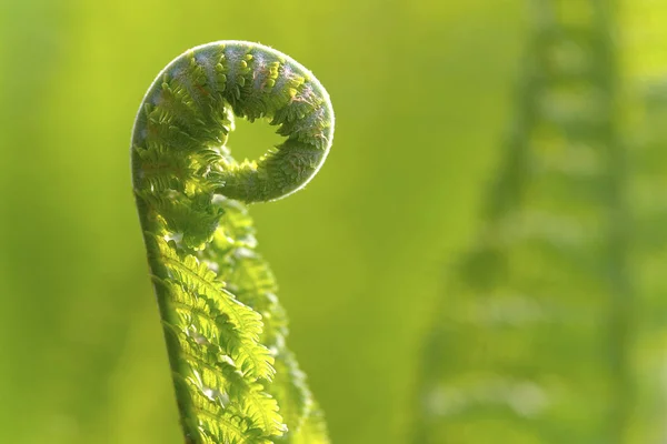 Fern Aspidium Filix Mas Cerca — Foto de Stock