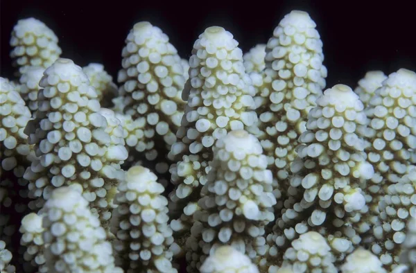 Piedra Coral Acropora Nasuta Estructura Coral — Foto de Stock