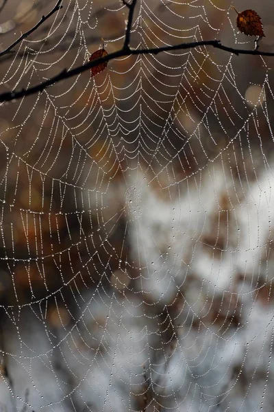 Dewdrops a természetben, pókháló — Stock Fotó