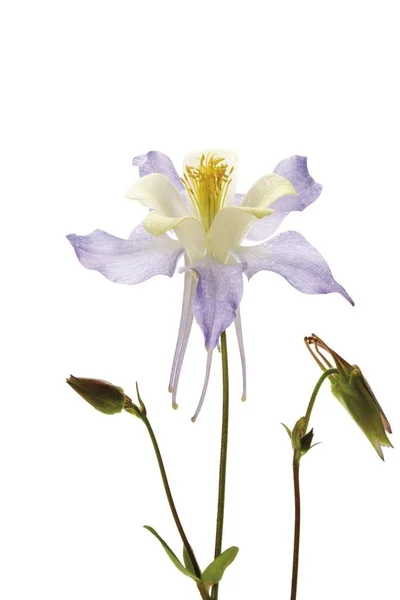 Columbine Aquilegia Λευκό Λουλούδι — Φωτογραφία Αρχείου