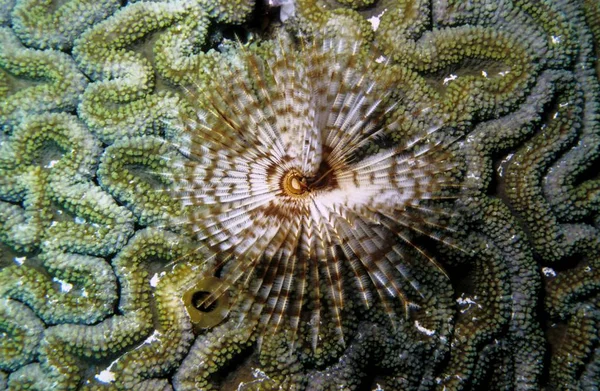 Featherduster Tube Worm Sabellastarte Indica Indonesia Asia – stockfoto