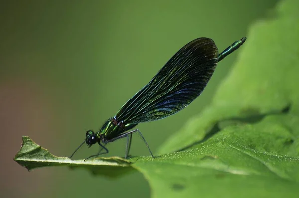 Güzel Telli Calopteryx Başak Erkek Yakın Çekim — Stok fotoğraf