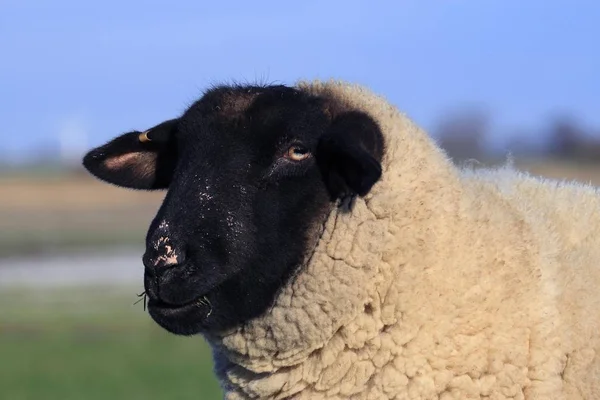 Ovce Domácí Portrét Ovis Ammon Aries — Stock fotografie